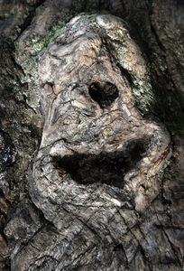Iš serijos "Medžių žaizdos". F. Kerpausko nuotr.
